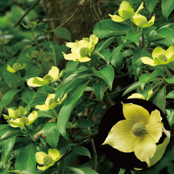 ●商品情報：黄色みの強い美しい大輪花を咲かせる傑作品種！！珍しい常緑性で、病害虫にも強く育てやすい。●お届け状態：挿木1年生10.5cmポット苗●分類：常緑樹●開花期：5〜6月●生長後の樹高(約)：2〜4ｍ●日照：日なた●耐寒性：強●用途：庭・鉢