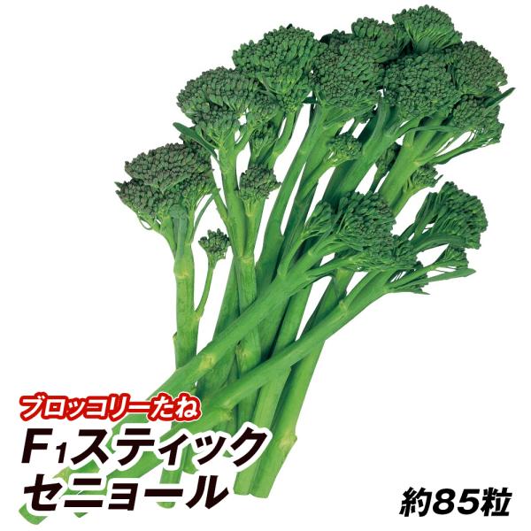 種 野菜たね ブロッコリー F1スティックセニョール 1袋（約85粒） 茎