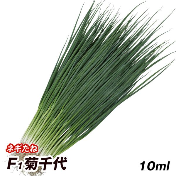 種 野菜たね ネギ F1菊千代 1袋（10ml） 葱 野菜の種 国華園 : 花と緑