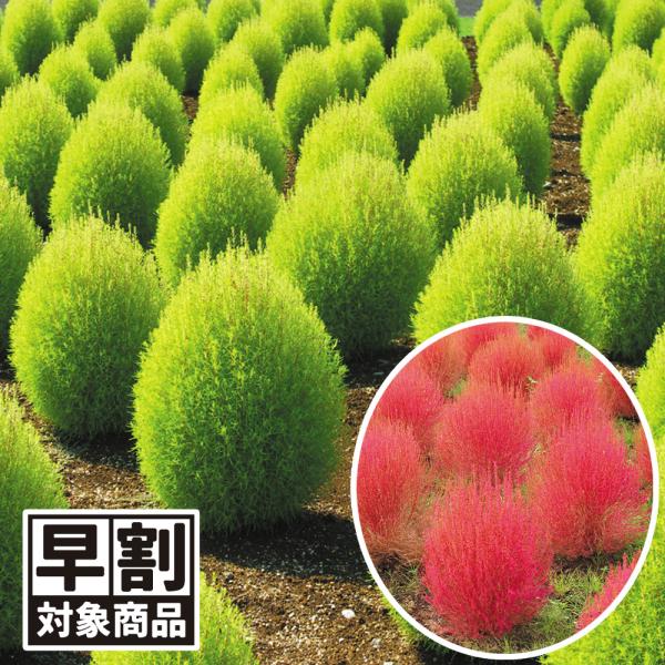 ●商品情報：別名ホウキグサ   ●分類：１年草   ●花期：7〜10月   ●草丈：70cm   ●備考・ご注意：※種子の粒数はおおよその目安を記載しております。実際の粒数とは多少差異がありますのでご了承下さい。また、粒の形状・大きさは、採...