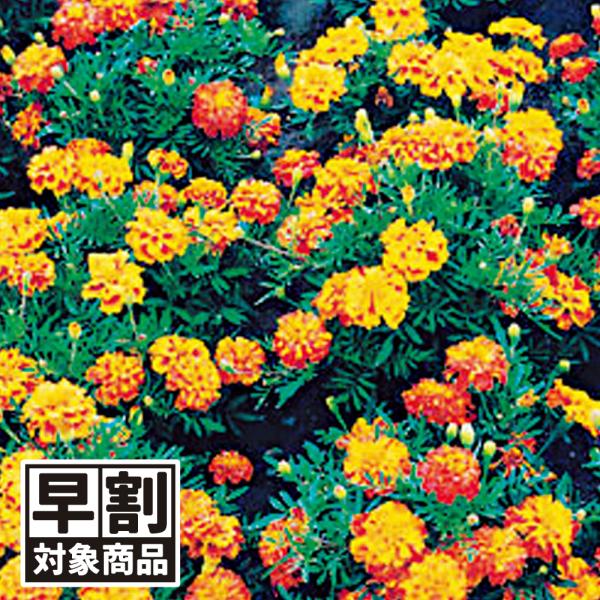 花壇を豪華に●商品情報：コンパニオンプランツとしても注目されています。全国で栽培可能で、夏に一度切り戻すと晩秋まで美しい花が楽しめます。●お届け状態：種●分類：1年草●花期：6〜10月●草丈：30cm ※種子の粒数はおおよその目安を記載して...