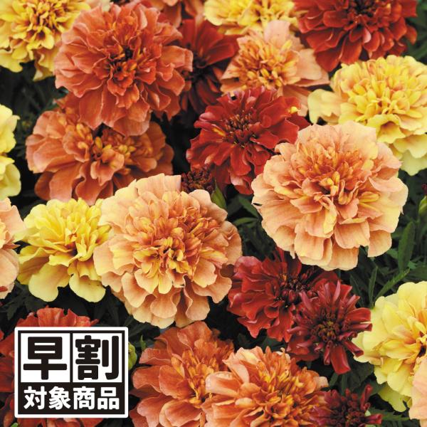 ●商品情報：世界初の花色、ピンクベージュになるマリーゴールド!!花色が赤系→ピンクベージュ→クリームイエローと咲き進むにつれ変化し、１株で色々楽しめます。高温下で優しいクリームイエローになります。 ●分類：１年草 ●開花期：6〜10月 ●草...