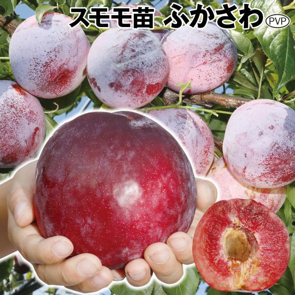 ●商品情報：最大300g(平均200g)を超える桃のように大きな赤肉晩生スモモ。爽やかな酸味と最高糖度21度にもなる甘さで、食べ応え抜群! 果肉と種は剥がれやすく、雨による裂果が少なく栽培しやすい。●お届け状態：接木１年生ポット苗●分類：落...