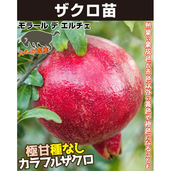 ●商品情報：原産国のスペインで最も甘いザクロのひとつとして人気があり、「ヨーロッパの宝」とまでいわれる品種。タネが小さく柔らかいのでそのまま食べられる事から“種なしザクロ”ともいわれています。樹形がコンパクトで、大きくても2.5m程度で1〜...