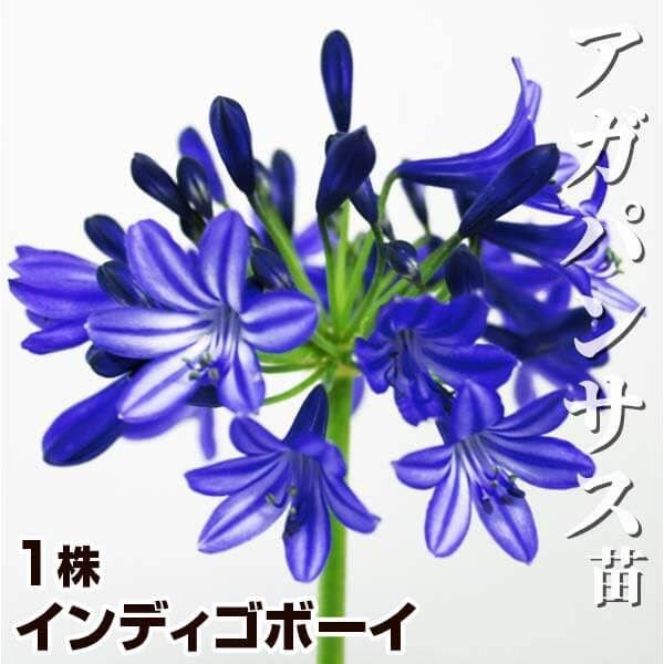 ●学名・英名：Agapanthus cv.‘Indigo Boy’●商品情報：名前の通り、蕾の時から目の覚めるような濃紺色で、花が開いても濃い青色が目を惹く美しいアバカンサス。花径約10cm。キンポウゲ科。●お届け状態：裸苗●花期(約)：夏...