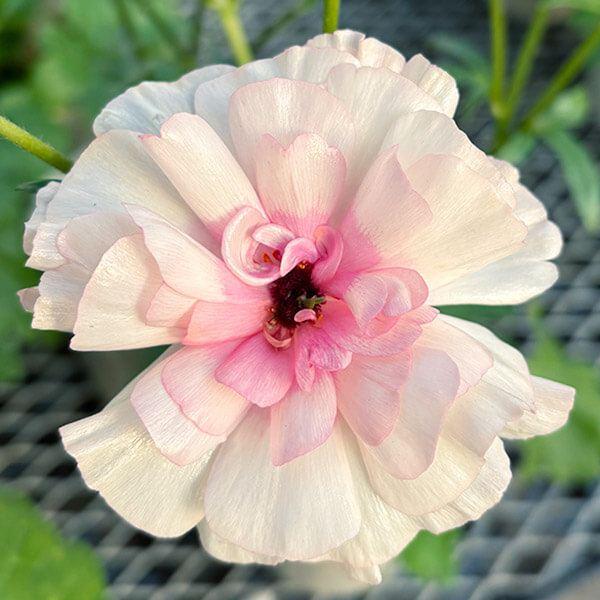 ●学名・英名：Ranunculus asiaticus●商品情報：まるで貝殻のようにキラキラと光沢のある花弁が特徴的で、耐寒性・耐暑性に比較的強く、毎年開花してくれるラナンキュラス。スプレー咲で、早春〜初夏まで咲き続け、花もちも良く切花でも...