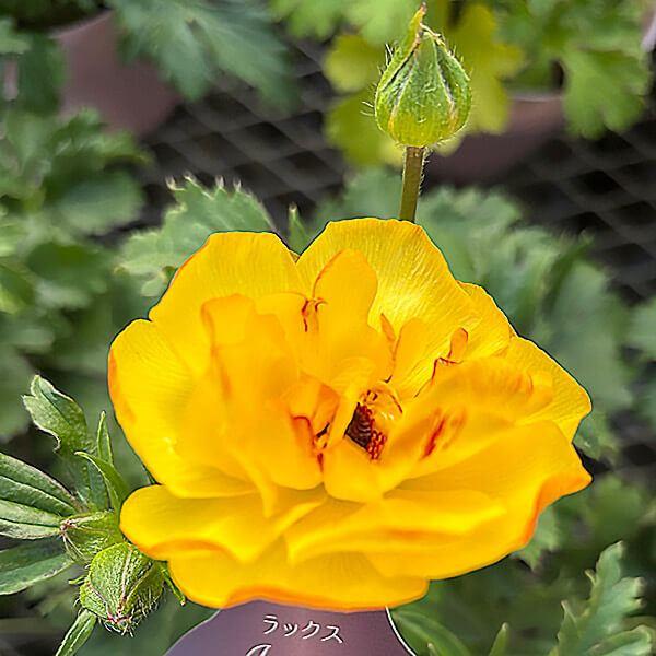 ●学名・英名：Ranunculus asiaticus●商品情報：まるで貝殻のようにキラキラと光沢のある花弁が特徴的で、耐寒性・耐暑性に比較的強く、毎年開花してくれるラナンキュラス。スプレー咲で、早春〜初夏まで咲き続け、花もちも良く切花でも...