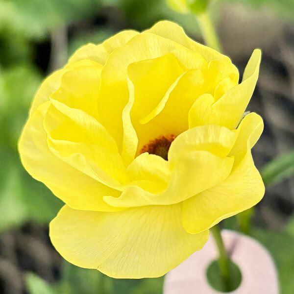 ●学名・英名：Ranunculus asiaticus●商品情報：まるで貝殻のようにキラキラと光沢のある花弁が特徴的で、耐寒性・耐暑性に比較的強く、毎年開花してくれるラナンキュラス。スプレー咲で、早春〜初夏まで咲き続け、花もちも良く切花でも...