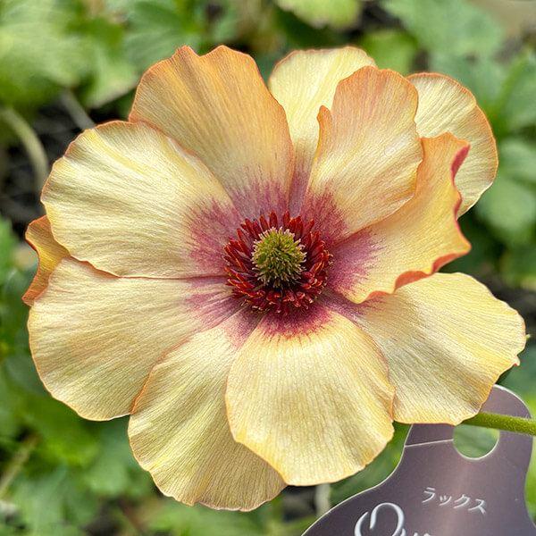 ●学名・英名：Ranunculus asiaticus●商品情報：まるで貝殻のようにキラキラと光沢のある花弁が特徴的で、耐寒性・耐暑性に比較的強く、毎年開花してくれるラナンキュラス。スプレー咲で、早春〜初夏まで咲き続け、花もちも良く切花でも...