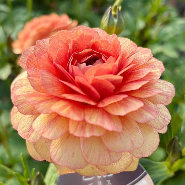●学名・英名：Ranunculus asiaticus●商品情報：まるで貝殻のようにキラキラと光沢のある花弁が特徴的で、耐寒性・耐暑性に比較的強く、毎年開花してくれるラナンキュラス。スプレー咲で、早春〜初夏まで咲き続け、花もちも良く切花でも...