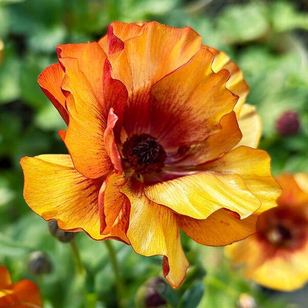 ●学名・英名：Ranunculus asiaticus●商品情報：まるで貝殻のようにキラキラと光沢のある花弁が特徴的で、耐寒性・耐暑性に比較的強く、毎年開花してくれるラナンキュラス。スプレー咲で、早春〜初夏まで咲き続け、花もちも良く切花でも...