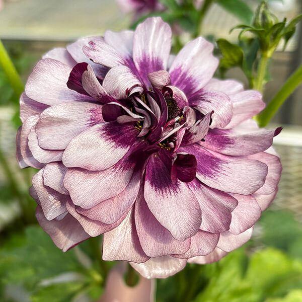 ●学名・英名：Ranunculus asiaticus●商品情報：まるで貝殻のようにキラキラと光沢のある花弁が特徴的で、耐寒性・耐暑性に比較的強く、毎年開花してくれるラナンキュラス。スプレー咲で、早春〜初夏まで咲き続け、花もちも良く切花でも...