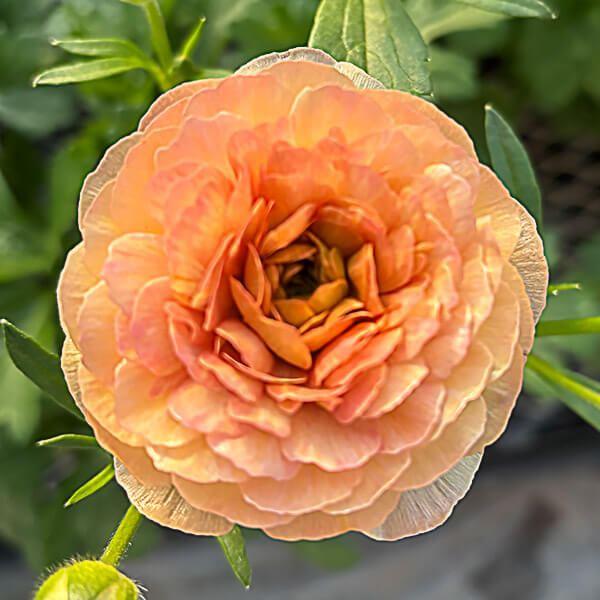 ●学名・英名：Ranunculus asiaticus●商品情報：まるで貝殻のようにキラキラと光沢のある花弁が特徴的で、耐寒性・耐暑性に比較的強く、毎年開花してくれるラナンキュラス。スプレー咲で、早春〜初夏まで咲き続け、花もちも良く切花でも...