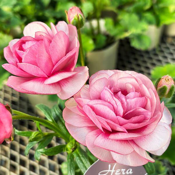 ●学名・英名：Ranunculus asiaticus●商品情報：まるで貝殻のようにキラキラと光沢のある花弁が特徴的で、耐寒性・耐暑性に比較的強く、毎年開花してくれるラナンキュラス。スプレー咲で、早春〜初夏まで咲き続け、花もちも良く切花でも...