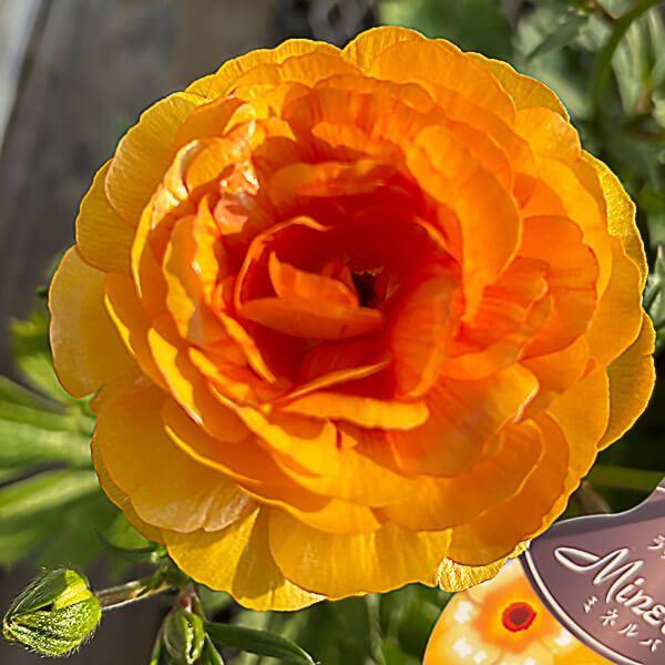 ●学名・英名：Ranunculus asiaticus●商品情報：まるで貝殻のようにキラキラと光沢のある花弁が特徴的で、耐寒性・耐暑性に比較的強く、毎年開花してくれるラナンキュラス。スプレー咲で、早春〜初夏まで咲き続け、花もちも良く切花でも...