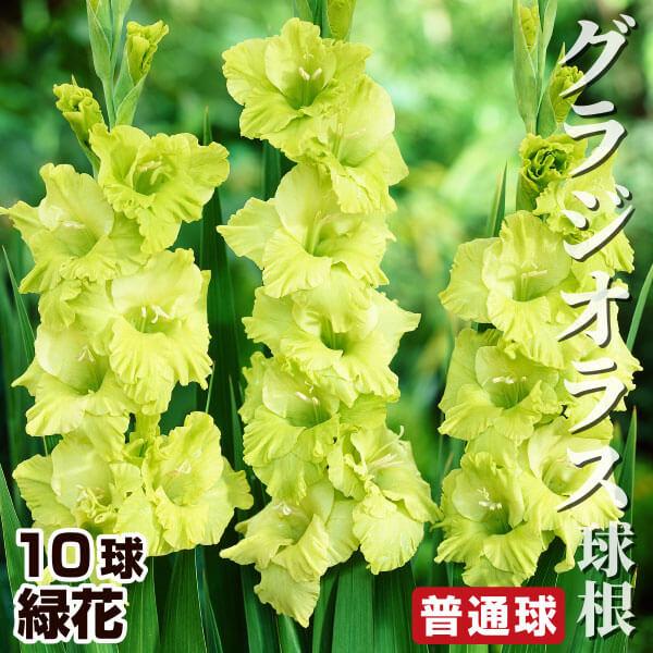 ●学名・英名：Gladiolus●商品情報：珍しい緑花のグラジオラス。グラジオラスは植え付け後約3か月で開花します。植え付けのタイミングをずらすことで長い期間お花を楽しめます。アヤメ科。●お届け状態：球根●開花期(約)：7〜10月(植え付け...