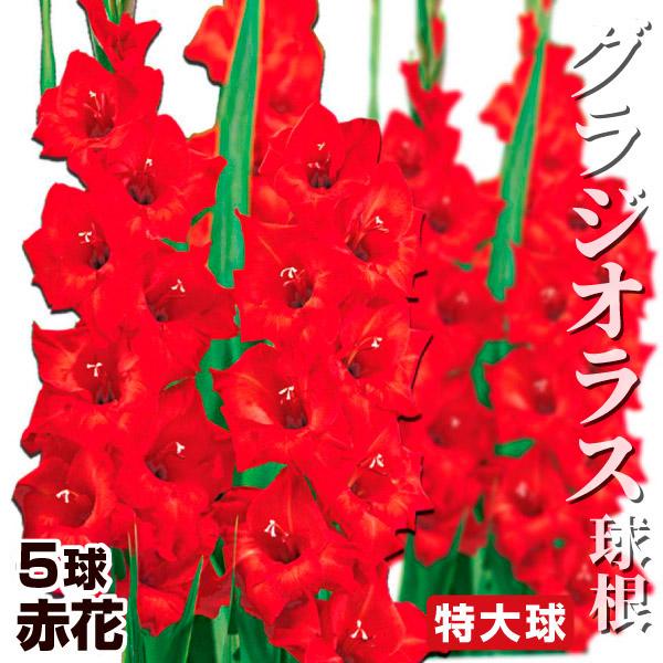 ●学名・英名：Gladiolus●商品情報：グラジオラスは夏の花壇に欠かせない春植え球根のひとつです。グラジオラスは植え付け後約3か月で開花します。植え付けのタイミングをずらすことで長い期間お花を楽しめます。アヤメ科。●お届け状態：球根●開...
