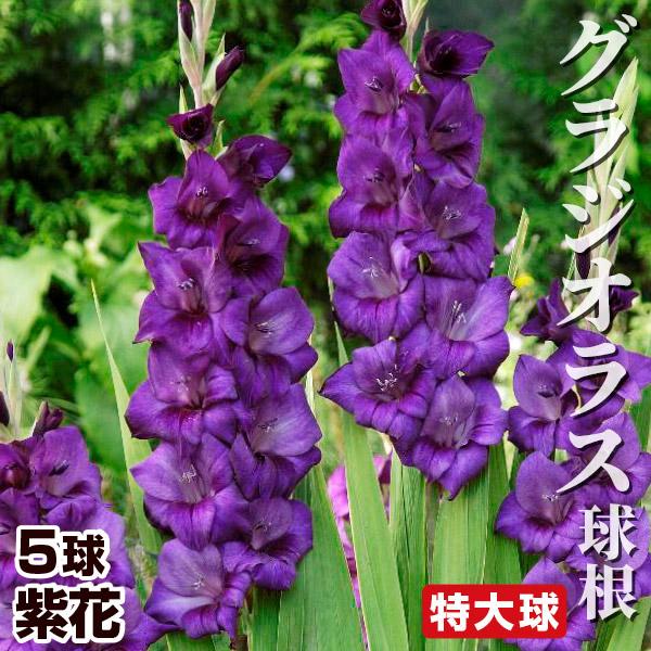 ●学名・英名：Gladiolus●商品情報：グラジオラスは夏の花壇に欠かせない春植え球根のひとつです。グラジオラスは植え付け後約3か月で開花します。植え付けのタイミングをずらすことで長い期間お花を楽しめます。アヤメ科。●お届け状態：球根●開...