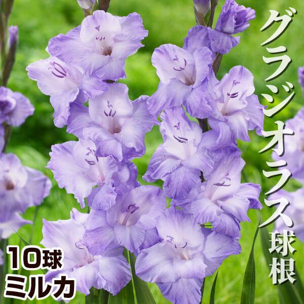 ●学名・英名：Gladiolus Milka●商品情報：淡い紫系が美しい大人気グラジオラス。グラジオラスは植え付け後約3か月で開花します。植え付けのタイミングをずらすことで長い期間お花を楽しめます。アヤメ科。●お届け状態：球根(球周約8cm...