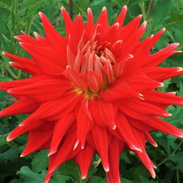 ●学名・英名：Dahlia●商品情報：赤い花弁の先に黄色が入り、花火のように美しいダリア。茎が強く、雨風にも強い。超巨大輪:花径30cm以上。秋田国際ダリア園の高品質な球根でお届けします。「炎冠」は秋田国際ダリア園の園長鷲澤氏(国内に流通し...