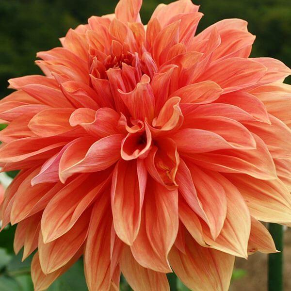 ●学名・英名：Dahlia●商品情報：アメリカ生まれの超巨大輪ダリア。雨風に強い。超巨大輪:花径30cm以上。秋田国際ダリア園の高品質な球根でお届けします。「クライズチョイス」は秋田国際ダリア園の園長鷲澤氏(国内に流通している品種の約7割も...