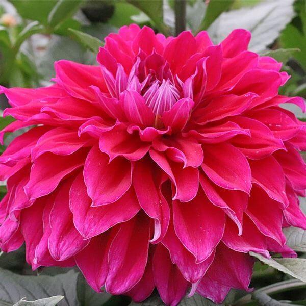 ●学名・英名：Dahlia●商品情報：ボリュームある花姿で迫力満点の巨大輪ダリア。巨大輪:花径28cm前後。秋田国際ダリア園の高品質な球根でお届けします。「霧の海」は秋田国際ダリア園の園長鷲澤氏(国内に流通している品種の約7割もの生みの親)...