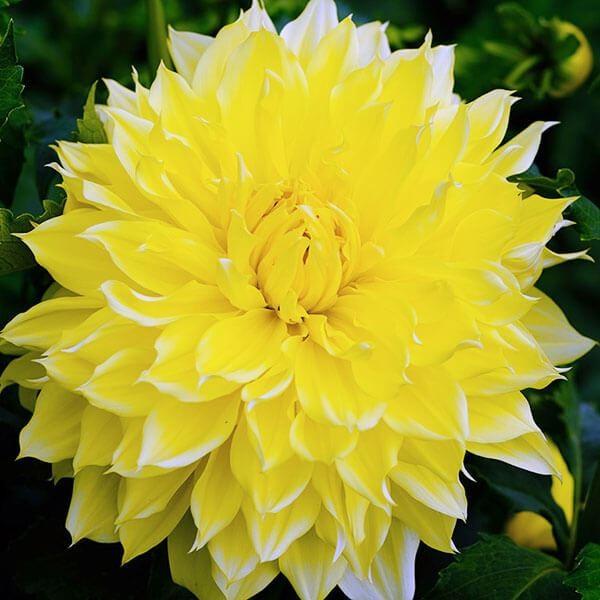 ●学名・英名：Dahlia●商品情報：花径30cm以上になることもある、超巨大輪ダリア。超巨大輪:花径30cm以上。ダリアは桜が咲くころが植え付けの適期です。上手に管理すると6〜7月と9〜11月の年2回、花を楽しめます。キク科●お届け状態：...