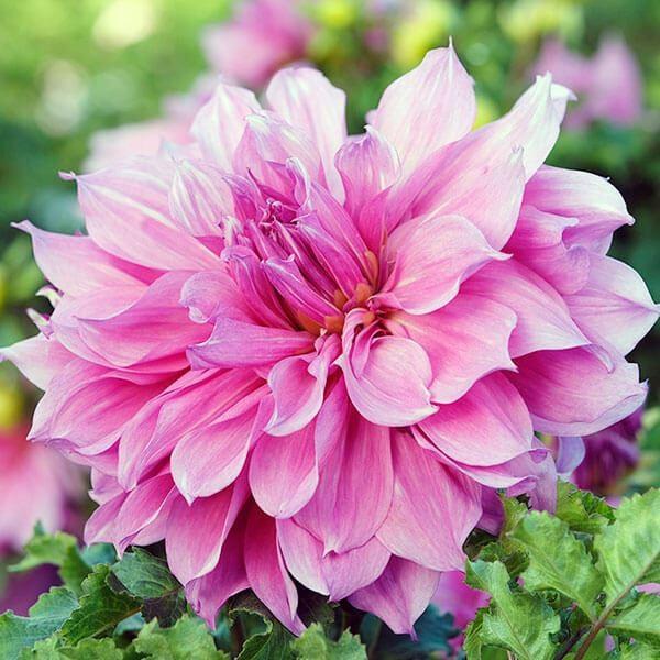 ●学名・英名：Dahlia●商品情報：藤桃紫優しい色合いが美しいダリア。大輪:花径24cm前後。ダリアは桜が咲くころが植え付けの適期です。上手に管理すると6〜7月と9〜11月の年2回、花を楽しめます。キク科●お届け状態：球根●草丈(約)：7...