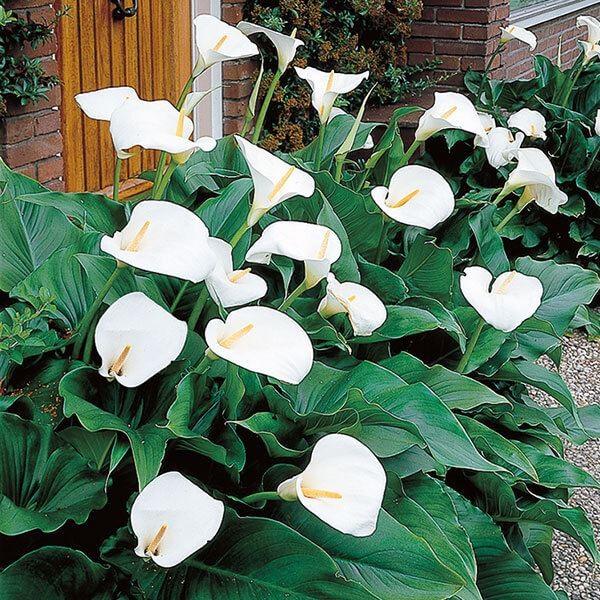 ●学名・英名：Zantedeschia aethiopica●商品情報：別名「オランダカイウ」。古くから愛されている湿地性カラーで、昔懐かしい花姿。乾燥を嫌い、湿り気のある土を好みますが、水やりに注意すれば花壇や鉢植えで栽培可能。畑地性カラ...