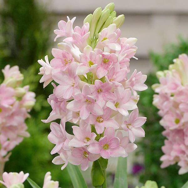 ●学名・英名：Agave tuberosa Sensation●商品情報：桃花の一重咲きチューベローズ。別名「月下香」「夜来香」といい、その名の通り夜になると花の香りが強くなり長く香りを楽しめます。熱帯アジアやハワイでもよく栽培され、レイに...