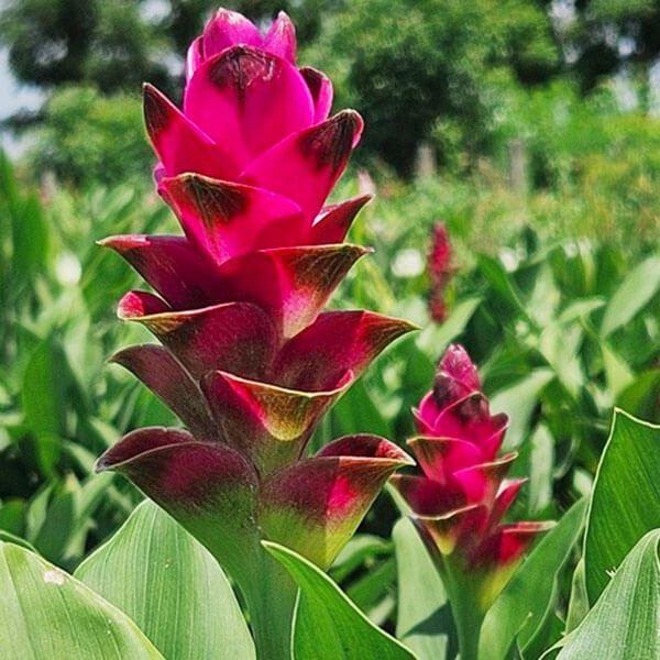 ●学名・英名：Curcuma alismatifolia Red Star●商品情報：包葉が小さいミニクルクマ。エキゾチックな花を真夏に元気よく咲かせます。暑ければ暑いほどよく生長し、花色も大きさも良くなります。花もち抜群で育てやすい。切花...