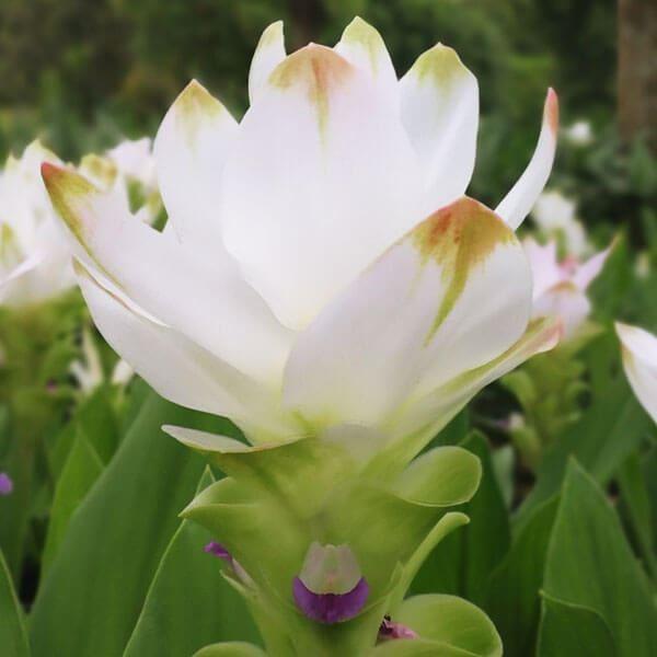 ●学名・英名：Curcuma alismatifolia Snow White●商品情報：クルクマはエキゾチックな花を真夏に元気よく咲かせます。暑ければ暑いほどよく生長し、花色も大きさも良くなります。花もち抜群で育てやすい。切花やアレンジに...
