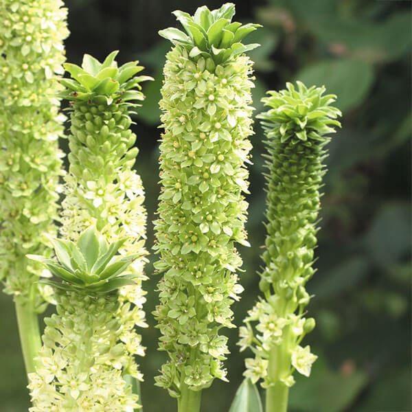 ●学名・英名：Eucomis Big Boy●商品情報：ユーコミスはそのユニークな花姿から「パイナップルリリー」とも呼ばれています。性質が強く栽培容易で、数年植えっぱなしも可能。キジカクシ科。緑花の大型種。●お届け状態：球根●開花期(約)：...