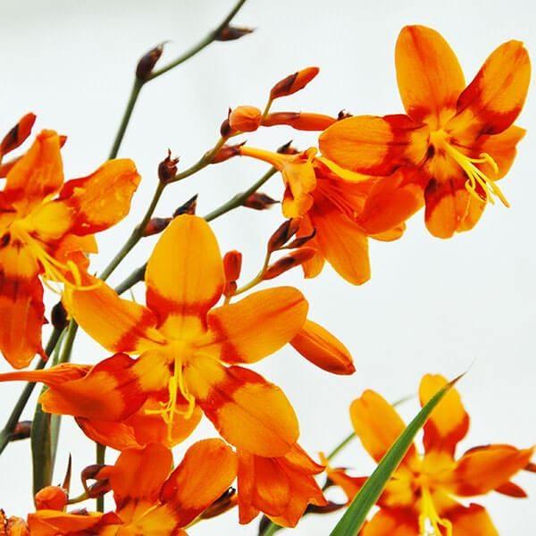 ●学名・英名：Crocosmia Emily Mckenzie●商品情報：クロコスミアは非常に丈夫で繁殖力が強く、植えっぱなし栽培もOK。花径5〜6cmの大輪オレンジ花。アヤメ科。※佐賀県では県条例により、クロコスミア(ヒメオウギスイセン)...