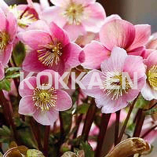 クリスマスローズ 苗 ニゲル 桃花 1株 花の苗 花苗 : 花と緑 国華園