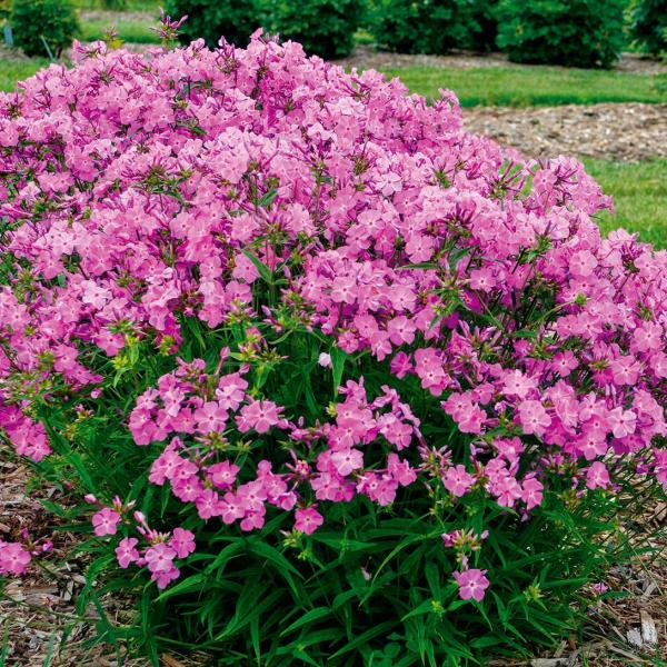 ●商品情報：生育旺盛で高温多湿に強く、耐病性もありとても育てやすい!! 上手く根づけば、植えっぱなしで毎年可愛い花を楽しめます。コンパクトな草姿は鉢植えにしてもステキ! 甘い香りがします。●お届け状態：11cmポット苗●分類：多年草●開花期...