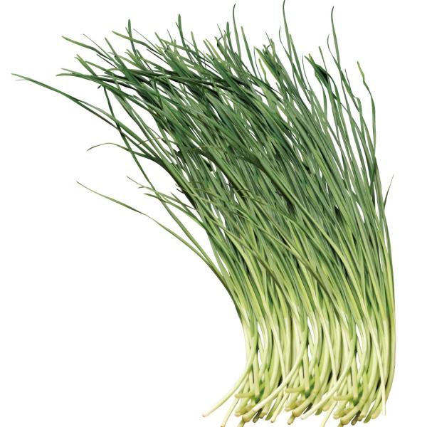 ●商品情報：ネギとニラの交配から生まれた新しい野菜「ネギニラ」！半月状の断面が特徴で、シャキシャキの食感とネギの甘味、そしてニラの香りが食欲をそそります。炒め物やギョウザの具にしたり、刻んで薬味にしても美味！プランターで簡単に育てられるので...