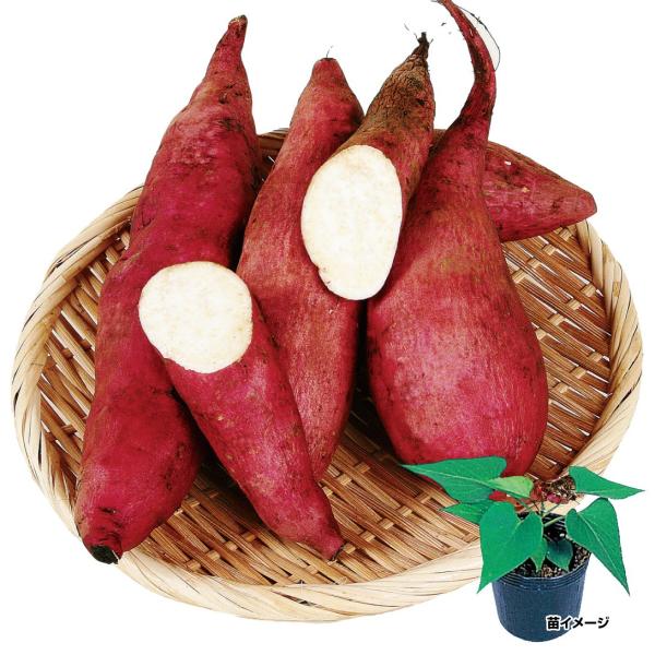 さつまいも親株用ポット苗※イモヅルとは送料取り合わせできません。※苗作り用の親株をお届け。1株から10から20本の芋ヅルが収穫可能です。●商品情報：昭和３０年頃まで主流。甘さ控えめでしっとり優しい味わい。冷めても美味。●お届け状態：親株用ポ...
