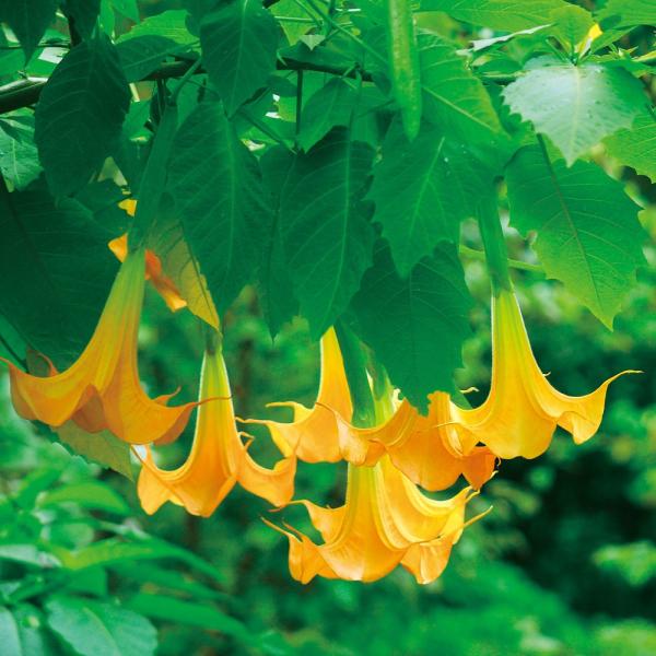 ●商品情報：下向きに咲くラッパのような花が人気の熱帯花木です。地植えで育てると1株で何十輪も花を咲かせることもあり、圧巻の株姿に!●お届け状態：挿木2年生12cmポット苗●分類：常緑樹●開花期：6〜11月●生長後の樹高(約)：1〜3ｍ●日照...