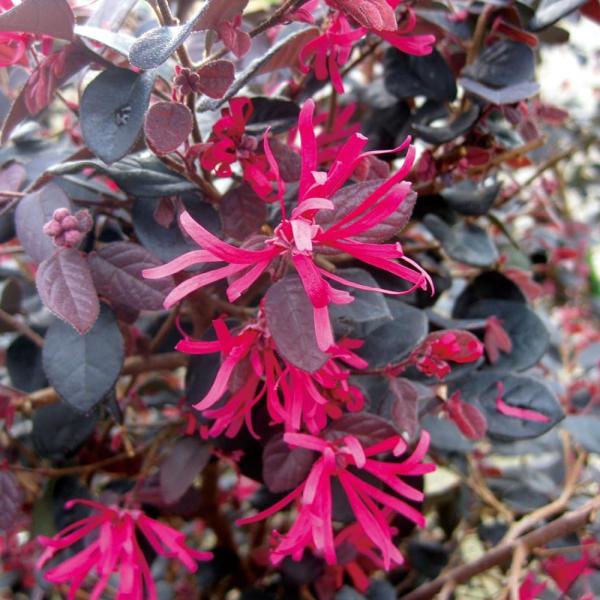 ●商品情報：濃紅色花が黒葉に映えて美しいトキワマンサクです。コンパクトに育ち、刈り込みにも強く生垣にもおすすめです。●お届け状態：挿木3年生12cmポット苗●分類：常緑樹●開花期：4〜5月●生長後の樹高(約)：1〜3ｍ●日照：日なた・半日陰...