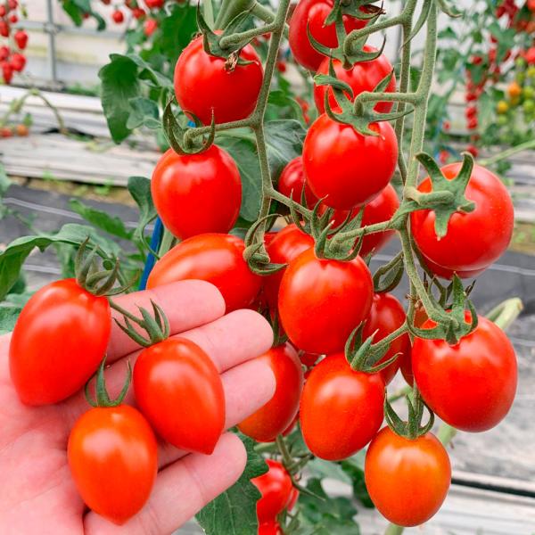 ●商品情報：糖度約11度の極甘新時代ミニトマト！酸味も少なく、果皮も薄く旨い！！１花房あたり２０果ほど実る豊産性です。複合耐病性をもち、裂果もしにくく育てやすい。●ミニトマト●果重（約）：20g●お届け状態：接木9cmポット苗●備考：※接木...