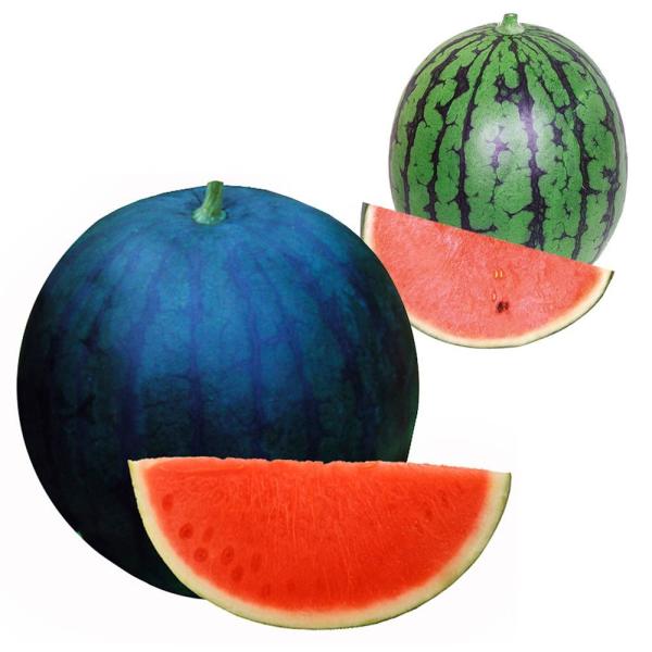 ●セット内容接木野菜苗 小玉スイカ 接木F1赤肉こだま 2株接木野菜苗 種なしスイカ 大玉 接木F1種なしサンバ 2株