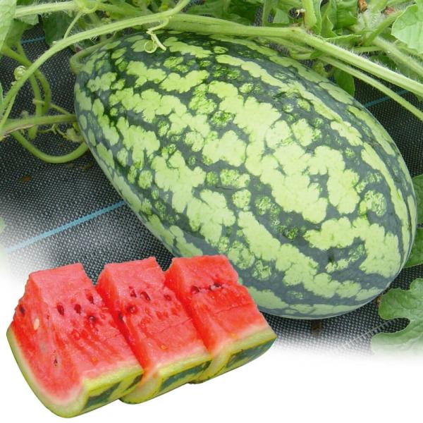 ●商品情報：ほったらかしでも甘〜いスイカが食べられる!  初心者向きだ円スイカです。条件が良ければ、なんとメロン級の糖度14度になることも。●中玉スイカ●果重（約）：5kg●糖度（約）：12〜14度●お届け状態：接木9cmポット苗●備考：※...