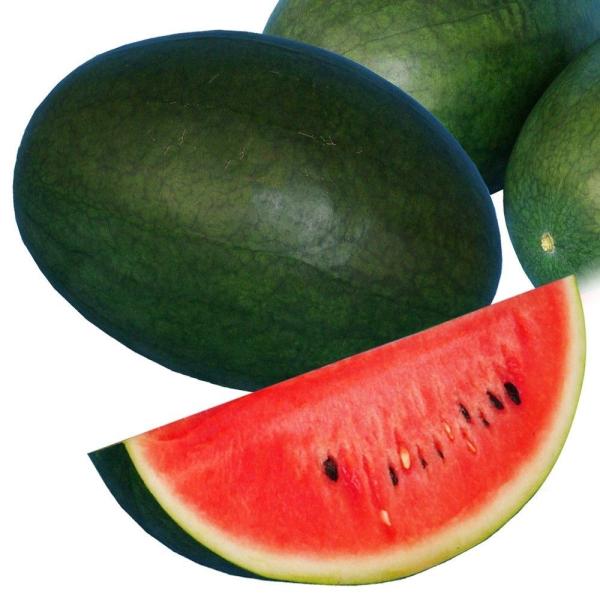 ●商品情報：暗緑地にうっすら島が入るだ円形中玉スイカ。耐暑性抜群でうるみにくくバテ知らずで、家庭菜園に最適な露地栽培最強スイカ！　しっかりとした肉質で糖度約12度で美味しい。スイカ割りには適さないほど、裂果に強く割れにくい。●中玉スイカ●果...