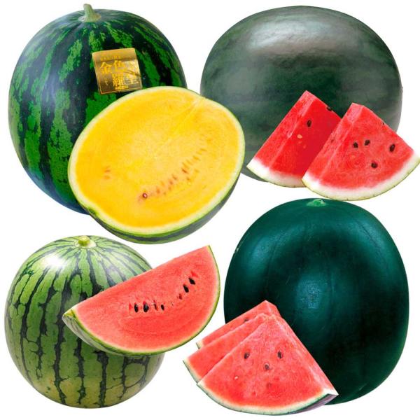 ●セット内容接木野菜苗 マイクロシードスイカ 接木F1ピノ・ガールR 1株接木野菜苗 大玉スイカ 接木F1ゴスペル 1株接木野菜苗 大玉スイカ 接木F1金色羅皇 1株接木野菜苗 中玉スイカ 接木F1黒兵衛 1株