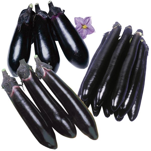 ●セット内容接木野菜苗 中長ナス 接木F1千両二号 2株接木野菜苗 大長ナス 接木F1大長黒茄子 2株接木野菜苗 太長ナス 接木F1黒仙 2株