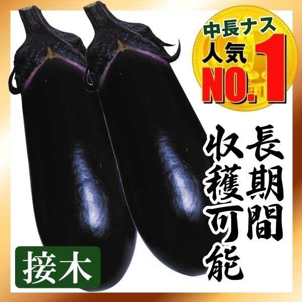 ●商品情報：疲れ知らずで長期間収穫可能！ 通常、ナスは暑さでいったん結実が止まりますが、この「F1黒味」は暑さに強くて生育も旺盛、病気にも強いので秋まで長期間収穫できます。果色は濃黒紫色でツヤがあり、高温下でも色ボケ果の発生少なく美しい長卵...