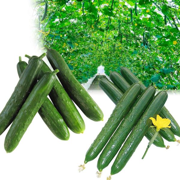 ●セット内容接木野菜苗 キュウリ 接木F1なるたろう 2株接木野菜苗 キュウリ 接木F1Greenウォール 2株接木野菜苗 キュウリ 接木F1枝なりクイーン 2株