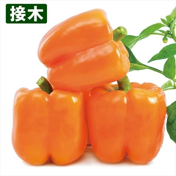 ●商品情報：大果で、約5mmの肉厚なベル形のカラフルなパプリカ。炒め物やサラダに加えると彩りプラス！ 育てやすく美味。●果重（約）：220g●お届け状態：接木9cmポット苗●栽培ポイントパプリカはなり始めは緑色です。各々の色に着色するまで6...