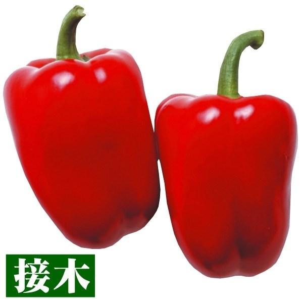 ●商品情報：栽培しやすいパプリカ！ 完熟果はビタミンＡ・Ｃ豊富で、甘味が多く作りやすい!●果重（約）：120g●お届け状態：接木9cmポット苗●栽培ポイントパプリカはなり始めは緑色です。各々の色に着色するまで60日程度はかかります。●備考：...